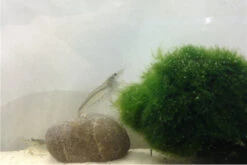 Bundle Große Putz-Truppe: 5 X Rennschnecke + 2 X Tylomelania + 6 X Amanogarnele 5 Bundle Große Putz-Truppe: 5 X Rennschnecke + 2 X Tylomelania + 6 X Amanogarnele -Container Haustiere Geschäft IMG 0311