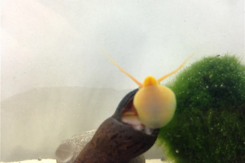 Bundle Große Putz-Truppe: 5 x Rennschnecke + 2 x Tylomelania + 6 x Amanogarnele Bundle Große Putz-Truppe: 5 X Rennschnecke + 2 X Tylomelania + 6 X Amanogarnele -Container Haustiere Geschäft IMG 0330