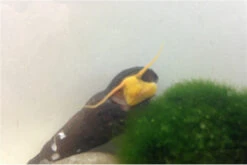 Bundle Große Putz-Truppe: 5 X Rennschnecke + 2 X Tylomelania + 6 X Amanogarnele 7 Bundle Große Putz-Truppe: 5 X Rennschnecke + 2 X Tylomelania + 6 X Amanogarnele -Container Haustiere Geschäft IMG 0334