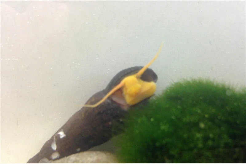 Bundle Große Putz-Truppe: 5 x Rennschnecke + 2 x Tylomelania + 6 x Amanogarnele Bundle Große Putz-Truppe: 5 X Rennschnecke + 2 X Tylomelania + 6 X Amanogarnele -Container Haustiere Geschäft IMG 0334