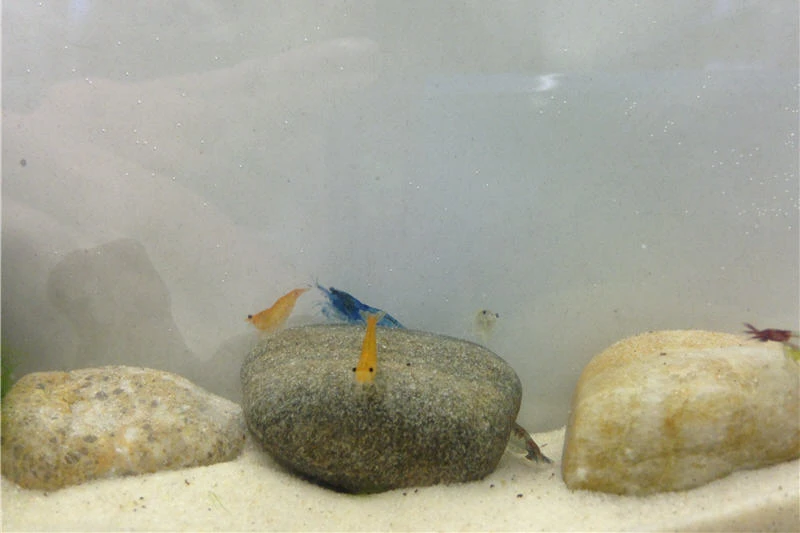 Bundle Bunte Truppe: 10 x Neocaridina im Farbmix + Javamoos Bundle Bunte Truppe: 10 X Neocaridina Im Farbmix + Javamoos -Container Haustiere Geschäft IMG 0352