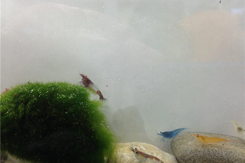 Bundle Bunte Truppe: 10 x Neocaridina im Farbmix + Javamoos Bundle Bunte Truppe: 10 X Neocaridina Im Farbmix + Javamoos -Container Haustiere Geschäft IMG 0361