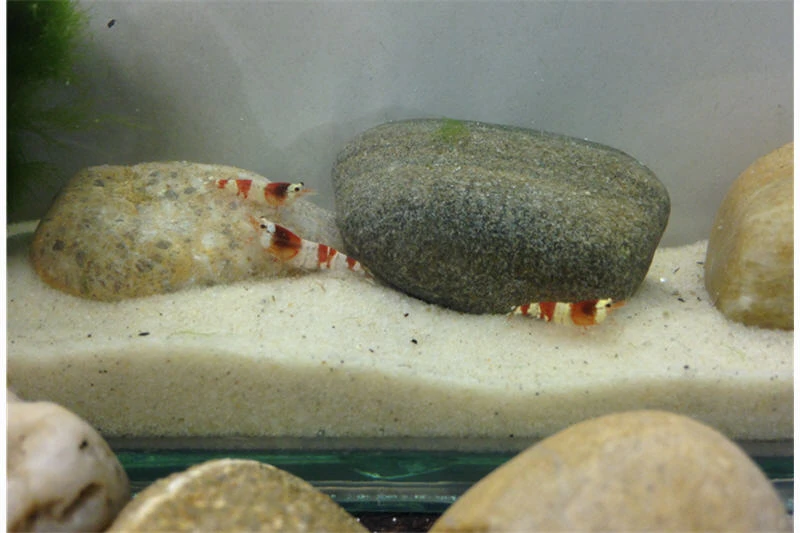 Bundle Scaper Truppe: 10 x Crystal Red Garnele + Mangrovenwurzel mit Moos Bundle Scaper Truppe: 10 X Crystal Red Garnele + Mangrovenwurzel Mit Moos -Container Haustiere Geschäft IMG 0365