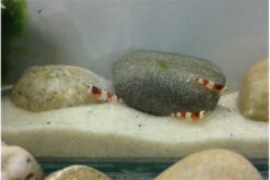 TiBee Starterpack: 5 X Blaue Tigergarnele + 5 X Crystal Red Garnele -Container Haustiere Geschäft IMG 0367 1