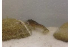 Kleinster Zwergflußkrebs - Cambarellus Diminutus - Paar + Handgemachte Krebshöhle -Container Haustiere Geschäft IMG 0479