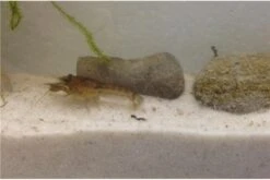 Kleinster Zwergflußkrebs - Cambarellus Diminutus - Paar + Handgemachte Krebshöhle -Container Haustiere Geschäft IMG 0481