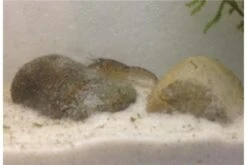 Kleinster Zwergflußkrebs - Cambarellus Diminutus - Paar + Handgemachte Krebshöhle -Container Haustiere Geschäft IMG 0482