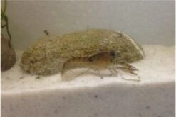 Kleinster Zwergflußkrebs - Cambarellus Diminutus - Paar + Handgemachte Krebshöhle -Container Haustiere Geschäft IMG 0485