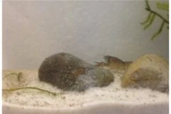 Kleinster Zwergflußkrebs - Cambarellus Diminutus - Paar + Handgemachte Krebshöhle -Container Haustiere Geschäft IMG 0486