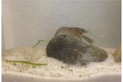 Kleinster Zwergflußkrebs - Cambarellus Diminutus - Paar + Handgemachte Krebshöhle -Container Haustiere Geschäft IMG 0487