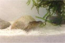 Kleinster Zwergflußkrebs - Cambarellus Diminutus - Paar + Handgemachte Krebshöhle -Container Haustiere Geschäft IMG 0488