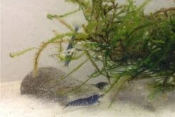 Tiger-Bundle: 10 X Blaue Tigergarnele, Caridina Cf. Cantonensis + Portion Javamoos -Container Haustiere Geschäft IMG 0494