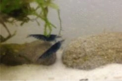 Tiger-Bundle: 10 X Blaue Tigergarnele, Caridina Cf. Cantonensis + Portion Javamoos -Container Haustiere Geschäft IMG 0504