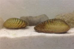 Schwebealgen-Bundle: 2x Ornamentmuscheln + 1 Portion Büschelfarn + 4 Bund-Pflanzen -Container Haustiere Geschäft IMG 0509