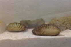 Schwebealgen-Bundle: 2x Ornamentmuscheln + 1 Portion Büschelfarn + 4 Bund-Pflanzen -Container Haustiere Geschäft IMG 0510