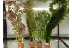 Schwebealgen-Bundle: 2x Ornamentmuscheln + 1 Portion Büschelfarn + 4 Bund-Pflanzen -Container Haustiere Geschäft IMG 0520