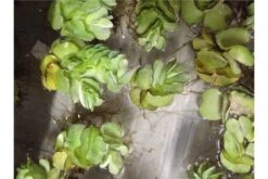 Schwebealgen-Bundle: 2x Ornamentmuscheln + 1 Portion Büschelfarn + 4 Bund-Pflanzen -Container Haustiere Geschäft IMG 0523