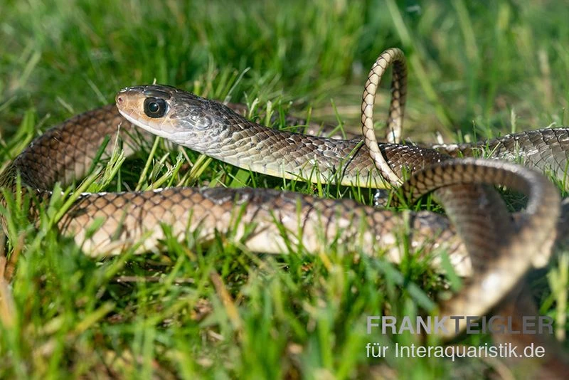 Indo-Chinesische Rattenschlange, Ptyas korros Indo-Chinesische Rattenschlange, Ptyas Korros -Container Haustiere Geschäft Indo Chinesische Rattenschlange Ptyas korros 1