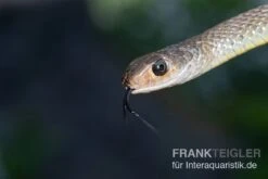 Indo-Chinesische Rattenschlange, Ptyas Korros 3 Indo-Chinesische Rattenschlange, Ptyas Korros -Container Haustiere Geschäft Indo Chinesische Rattenschlange Ptyas korros 2