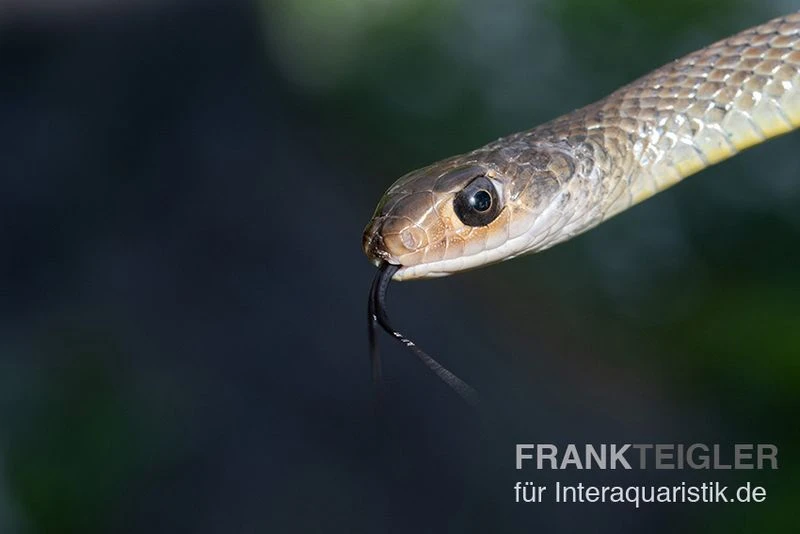 Indo-Chinesische Rattenschlange, Ptyas korros Indo-Chinesische Rattenschlange, Ptyas Korros -Container Haustiere Geschäft Indo Chinesische Rattenschlange Ptyas korros 2