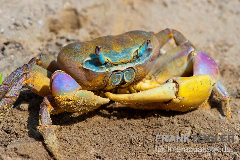 Indonesische Riesenlandkrabbe, Cardisoma carnifex Indonesische Riesenlandkrabbe, Cardisoma Carnifex -Container Haustiere Geschäft Indonesische Riesenlandkrabbe Cardisoma carnifex 1