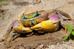 Indonesische Riesenlandkrabbe, Cardisoma Carnifex 4 Indonesische Riesenlandkrabbe, Cardisoma Carnifex -Container Haustiere Geschäft Indonesische Riesenlandkrabbe Cardisoma carnifex 2