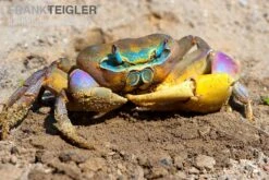 Indonesische Riesenlandkrabbe, Cardisoma Carnifex 3 Indonesische Riesenlandkrabbe, Cardisoma Carnifex -Container Haustiere Geschäft Indonesische Riesenlandkrabbe Cardisoma carnifex 3