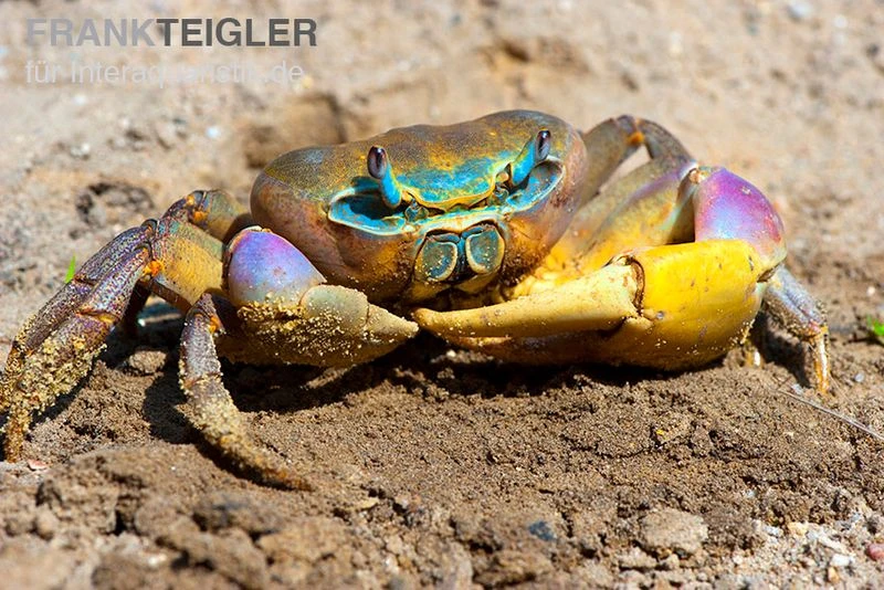 Indonesische Riesenlandkrabbe, Cardisoma carnifex Indonesische Riesenlandkrabbe, Cardisoma Carnifex -Container Haustiere Geschäft Indonesische Riesenlandkrabbe Cardisoma carnifex 3