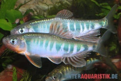 Japanischer Drachenfisch, Zacco Platypus (Kaltwasser & Warmwasser), 7-10 Cm -Container Haustiere Geschäft Japanischer Drachenfisch Zacco platypus neu 1