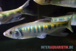 Japanischer Drachenfisch, Zacco Platypus (Kaltwasser & Warmwasser), 7-10 Cm -Container Haustiere Geschäft Japanischer Drachenfisch Zacco platypus neu 2