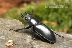 Java-Hirschkäfer, Hexarthrius Buqueti -Container Haustiere Geschäft Java Hirschkaefer Hexarthrius buqueti 2