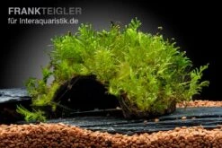 Oranger Zwergflußkrebs - Cambarellus CPO-Paar + Bepflanzte Kokosnusshöhle -Container Haustiere Geschäft Javamoos Vesicularia dubyana auf Kokosnusshoehle neu 2