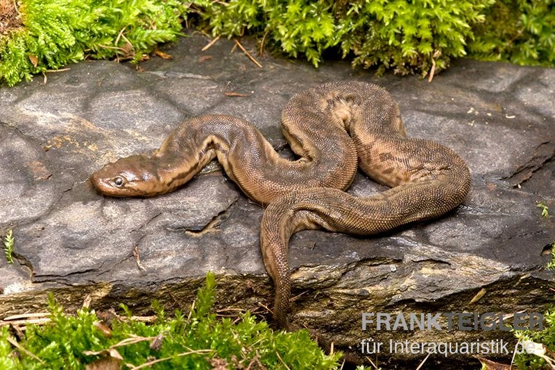 Javanische Warzenschlange, Acrochordus javanicus Javanische Warzenschlange, Acrochordus Javanicus -Container Haustiere Geschäft Javanische Warzenschlange Acrochordus javanicus 2