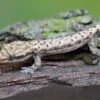 Jungferngecko, Lepidodactylus Lugubris -Container Haustiere Geschäft Jungferngecko Lepidodactylus lugubris