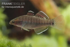 Kaisergrundel, Hypseleotris Compressa, 4-5 Cm -Container Haustiere Geschäft Kaisergrundel Hypseleotris compressa