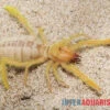 Kamelspinne, Galeodes Sp. -Container Haustiere Geschäft Kamelspinne Walzenspinne Galeodes sp 1