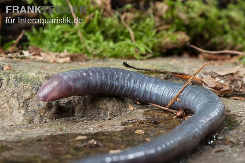 Kamerun Erdwühle, Geotrypetes seraphini Kamerun Erdwühle, Geotrypetes Seraphini -Container Haustiere Geschäft Kamerun Erdwuehle Geotrypetes seraphini
