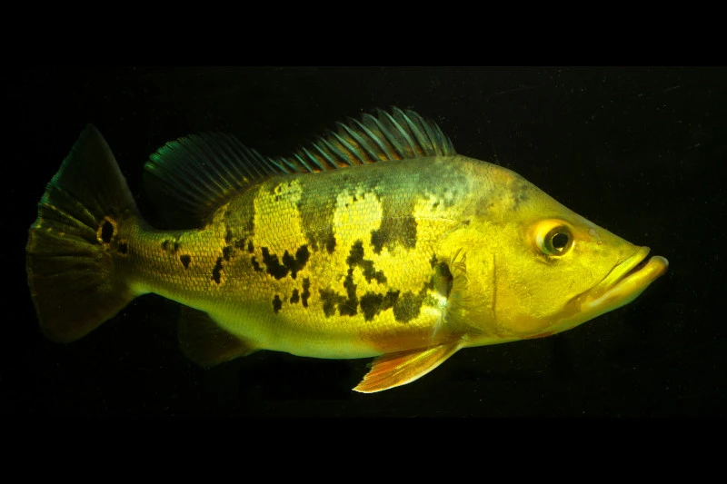 Kammbuntbarsch, Cichla monoculus Kammbuntbarsch, Cichla Monoculus -Container Haustiere Geschäft Kammbuntbarsch Cichla monoculus 1