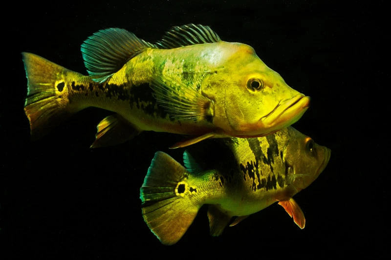 Kammbuntbarsch, Cichla monoculus Kammbuntbarsch, Cichla Monoculus -Container Haustiere Geschäft Kammbuntbarsch Cichla monoculus 2