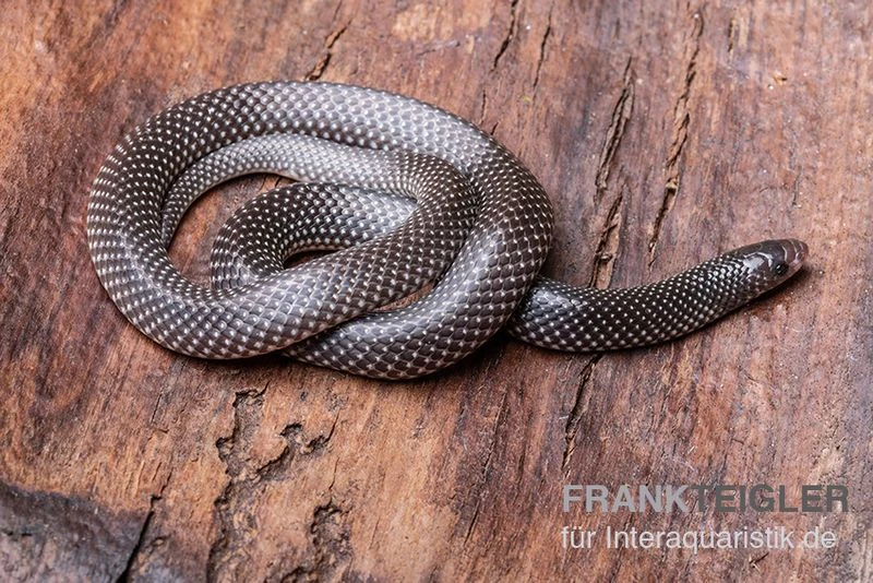 Kap-Wolfsnatter, Lycophidion capense Kap-Wolfsnatter, Lycophidion Capense -Container Haustiere Geschäft Kap Wolfsnatter Lycophidion capense 1 neu