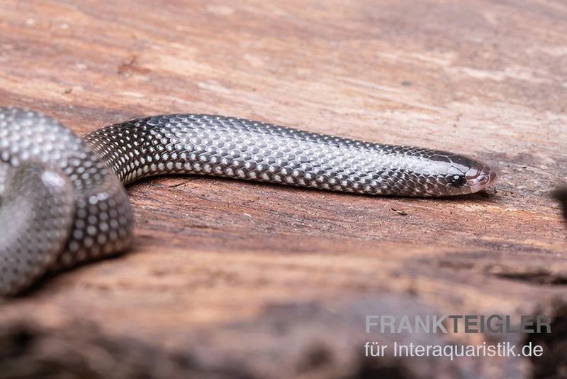 Kap-Wolfsnatter, Lycophidion capense Kap-Wolfsnatter, Lycophidion Capense -Container Haustiere Geschäft Kap Wolfsnatter Lycophidion capense 2 neu