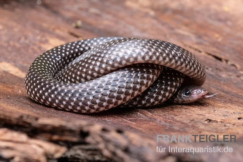 Kap-Wolfsnatter, Lycophidion capense Kap-Wolfsnatter, Lycophidion Capense -Container Haustiere Geschäft Kap Wolfsnatter Lycophidion capense 3 neu jpg