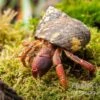 Karibik-Einsiedlerkrebs, Coenobita Clypeatus 2 Karibik-Einsiedlerkrebs, Coenobita Clypeatus -Container Haustiere Geschäft Karibik Einsiedlerkrebs Coenobita clypeatus neu 1