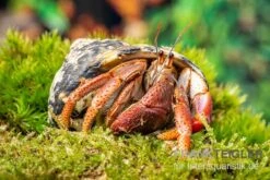 Karibik-Einsiedlerkrebs, Coenobita Clypeatus 4 Karibik-Einsiedlerkrebs, Coenobita Clypeatus -Container Haustiere Geschäft Karibik Einsiedlerkrebs Coenobita clypeatus neu 2