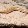 Keilschleiche, Chalcides Sepsoides 1 Keilschleiche, Chalcides Sepsoides -Container Haustiere Geschäft Keilschleiche Chalcides sepsoides