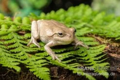 Kiefernwald-Laubfrosch, Hyla Femoralis -Container Haustiere Geschäft Kiefernwald Laubfrosch Hyla femoralis 2