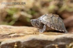 Gekielte Moschusschildkröte, Kinosternon Carinatum -Container Haustiere Geschäft Kinosternon carinatum