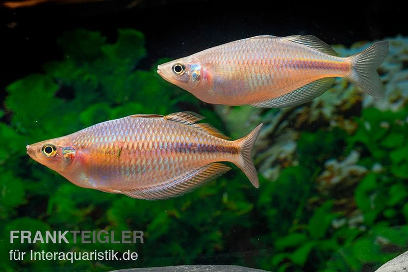 Kiura-Regenbogenfisch, Melanotaenia cf. goldiei "Kiura", 5 Tiere Kiura-Regenbogenfisch, Melanotaenia Cf. Goldiei "Kiura", 5 Tiere -Container Haustiere Geschäft Kiura Regenbogenfisch Melanotaenia cf goldiei Kiura 2 Paare 1