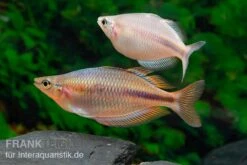 Kiura-Regenbogenfisch, Melanotaenia Cf. Goldiei "Kiura", 5 Tiere 4 Kiura-Regenbogenfisch, Melanotaenia Cf. Goldiei "Kiura", 5 Tiere -Container Haustiere Geschäft Kiura Regenbogenfisch Melanotaenia cf goldiei Kiura 2 Paare 2