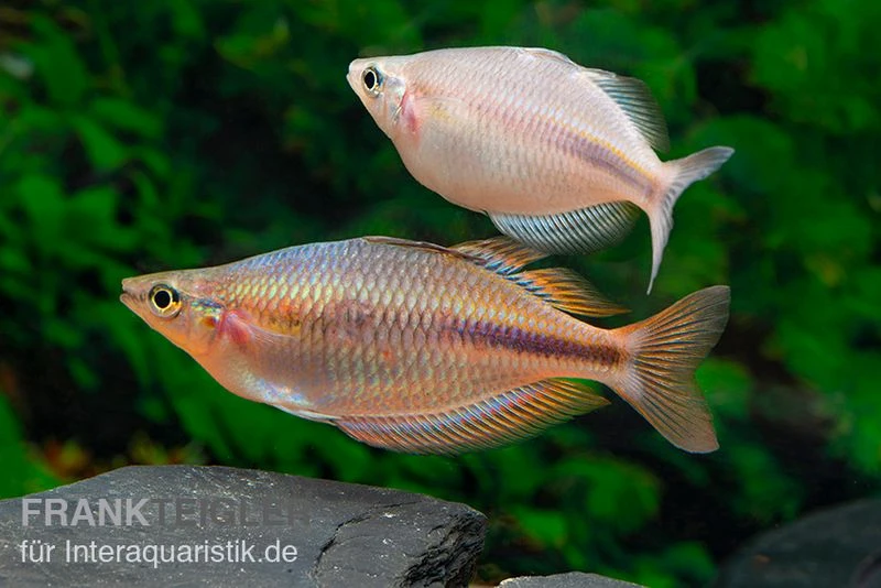 Kiura-Regenbogenfisch, Melanotaenia cf. goldiei "Kiura", 5 Tiere Kiura-Regenbogenfisch, Melanotaenia Cf. Goldiei "Kiura", 5 Tiere -Container Haustiere Geschäft Kiura Regenbogenfisch Melanotaenia cf goldiei Kiura 2 Paare 2